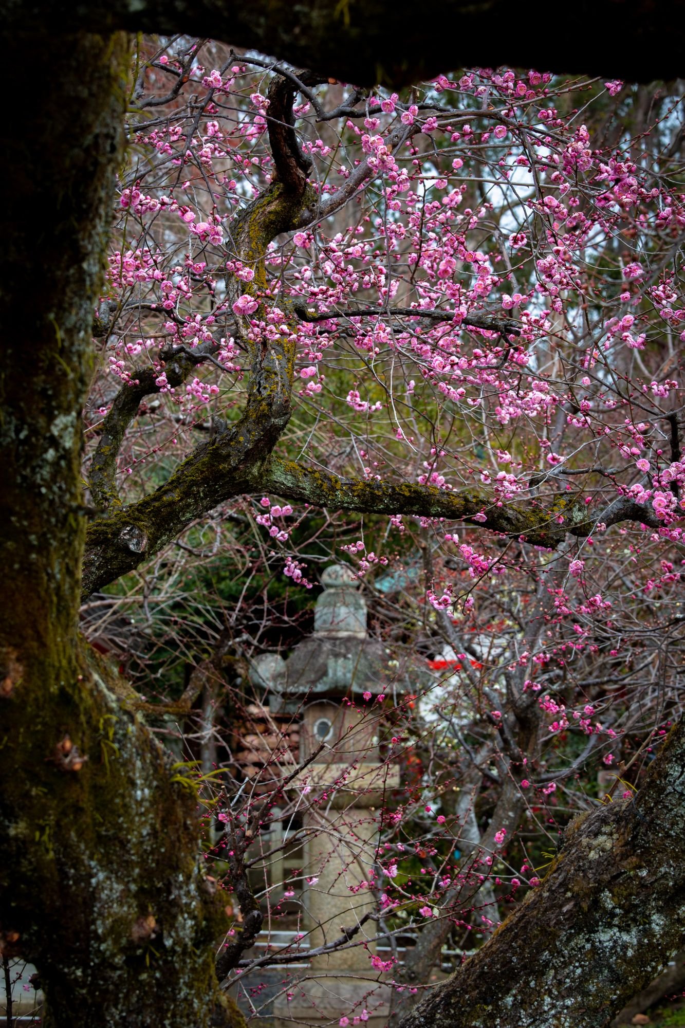 ⛩️ 소네 천만궁(소네 텐만구)